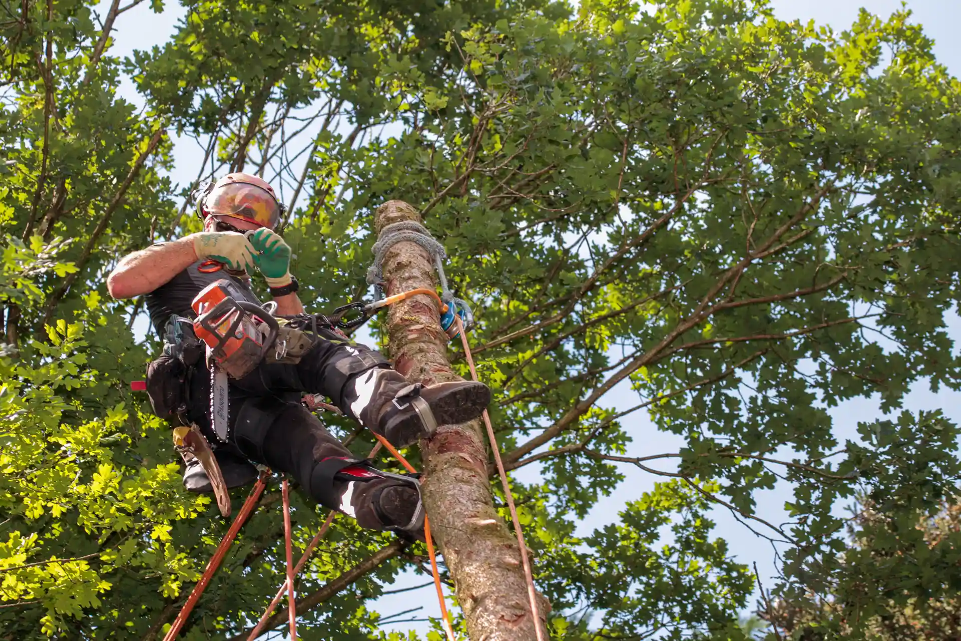 Experte schneidet die Spitze Baumes ab