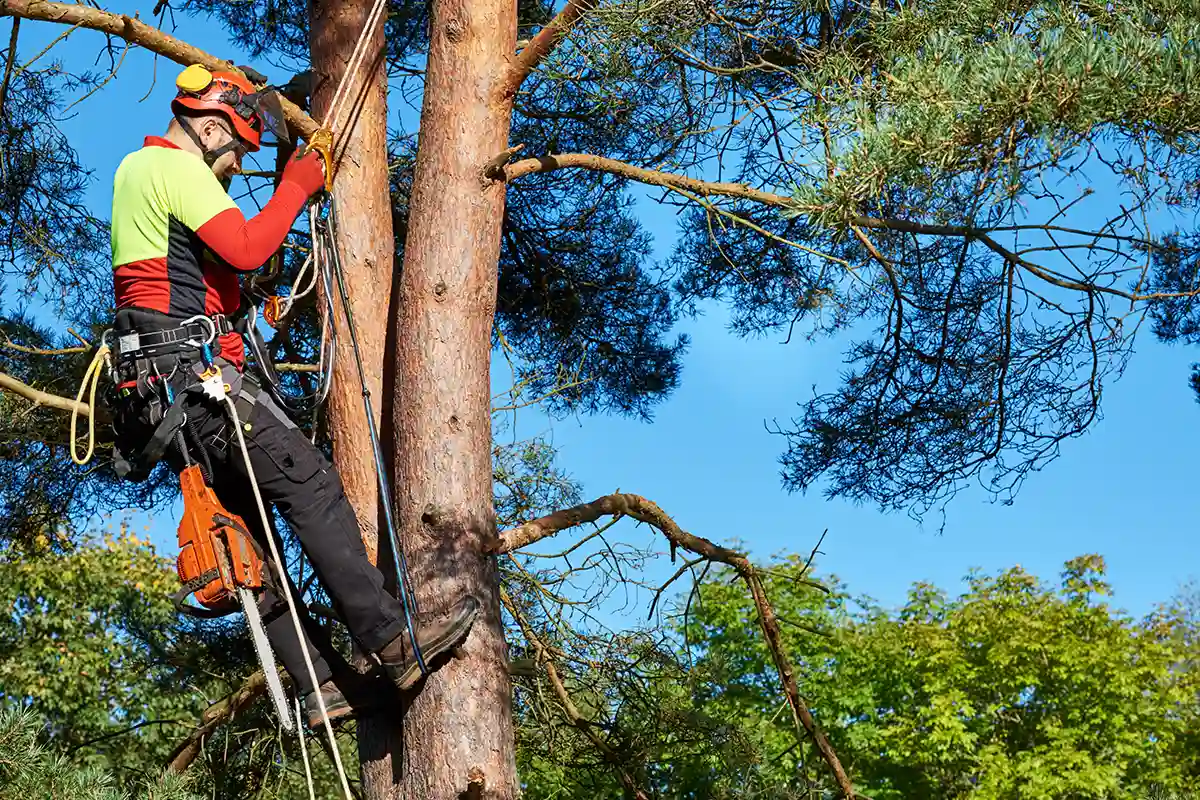 Mann arbeitet an Baum, um ihn zu pflegen