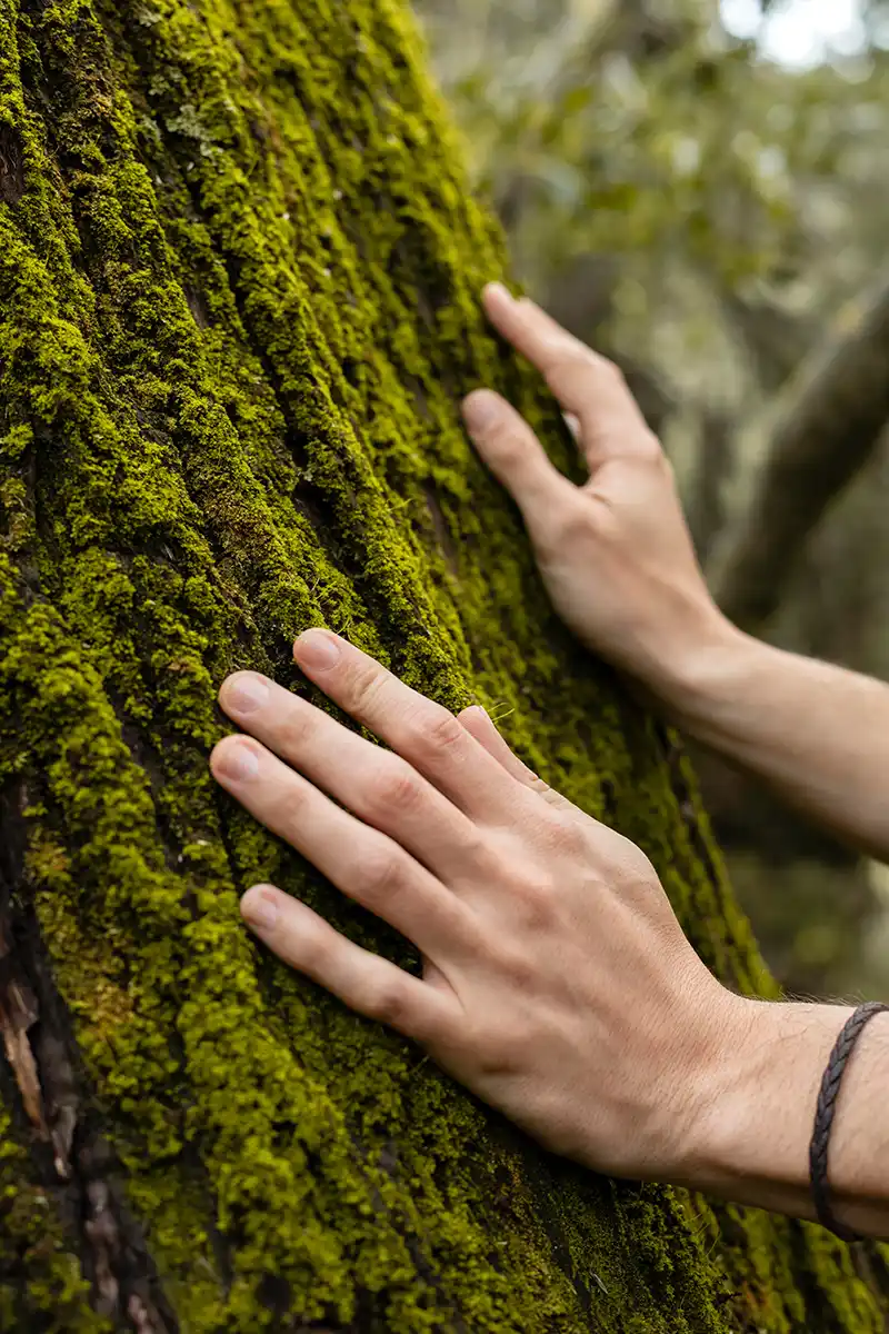 Nahaufnahme der Hände berühren Baum und Moos
