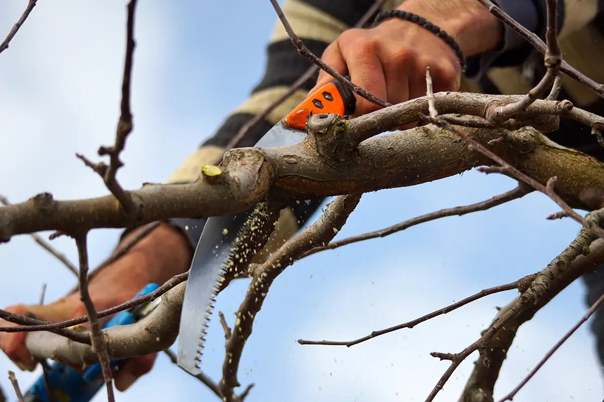 Person schneidet mit Schere Baumast ab Person schneidet mit Schere Baumast ab